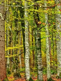 View of trees in forest