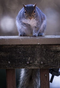 Squirrel on wood