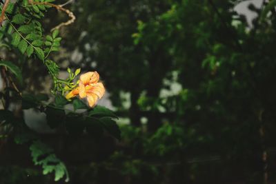 Close-up of bird on flower