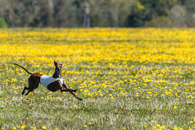 Greyhound dog lifted off the ground running fast across green field