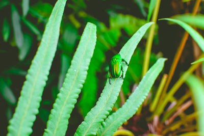 Close-up of insect on plant