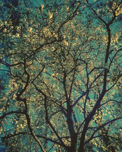 Low angle view of trees