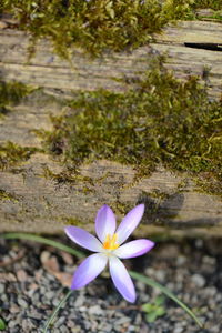 High angle view of purple crocus flower