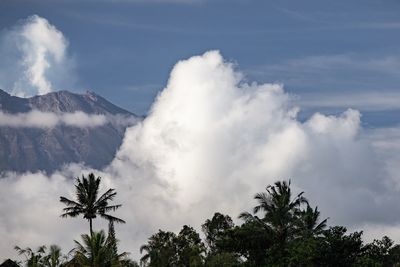 Low angle view of palm trees against sky