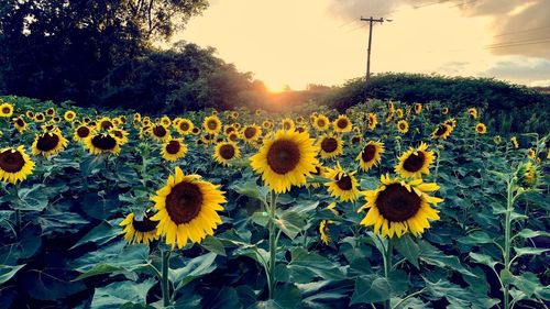 Close-up of yellow sunflower on field