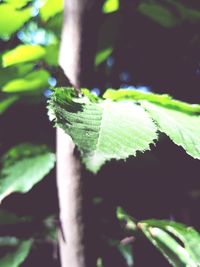 Close-up of green leaves