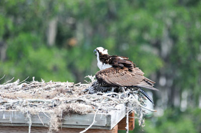 Bird perching on wood