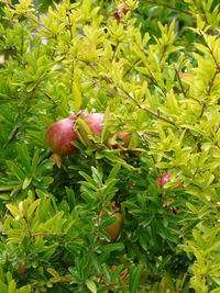 Close-up of fruits growing on tree