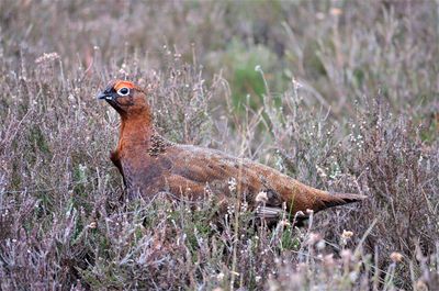 Bird perching on a field