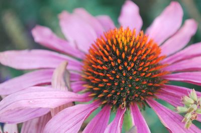 Close-up of fresh purple flower