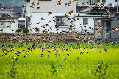 Flock of birds on field