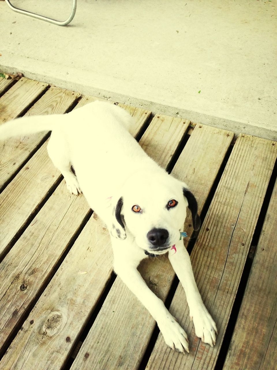 pets, animal themes, domestic animals, one animal, dog, mammal, high angle view, looking at camera, portrait, wood - material, wooden, white color, steps, animal head, relaxation, sitting, indoors, no people, boardwalk, day