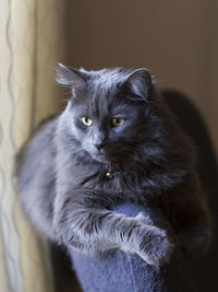 Side lit vertical portrait of silver-grey grumpy looking adult cat perched on an armchair back 