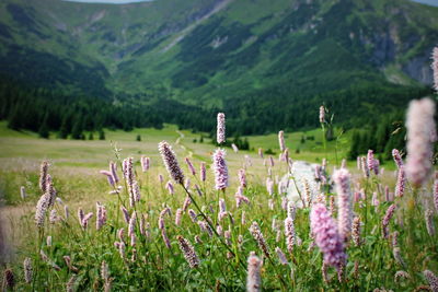 Purple flowering plants in field