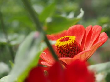 Close-up of red flower