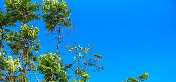 Low angle view of trees against clear blue sky