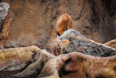 Young eastern bongos - brown coat and spiralled horns.