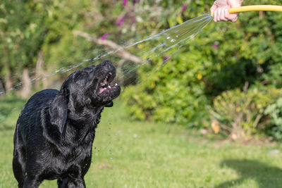 Portrait of a wet black labrador being sprayed by a hose pipe