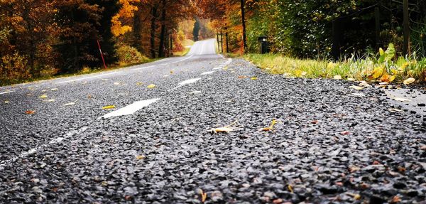 Surface level of road amidst trees during autumn