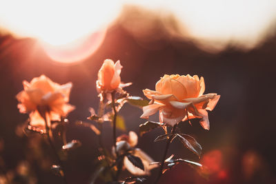 Close-up of flowering plant on field against sky