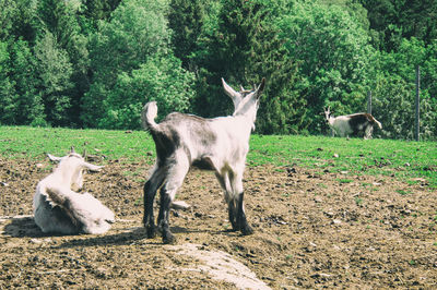 Horses in a field