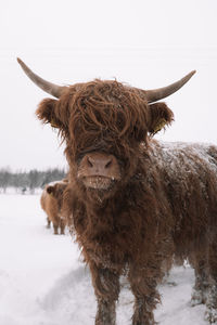 Portrait of a highland cattle on snow