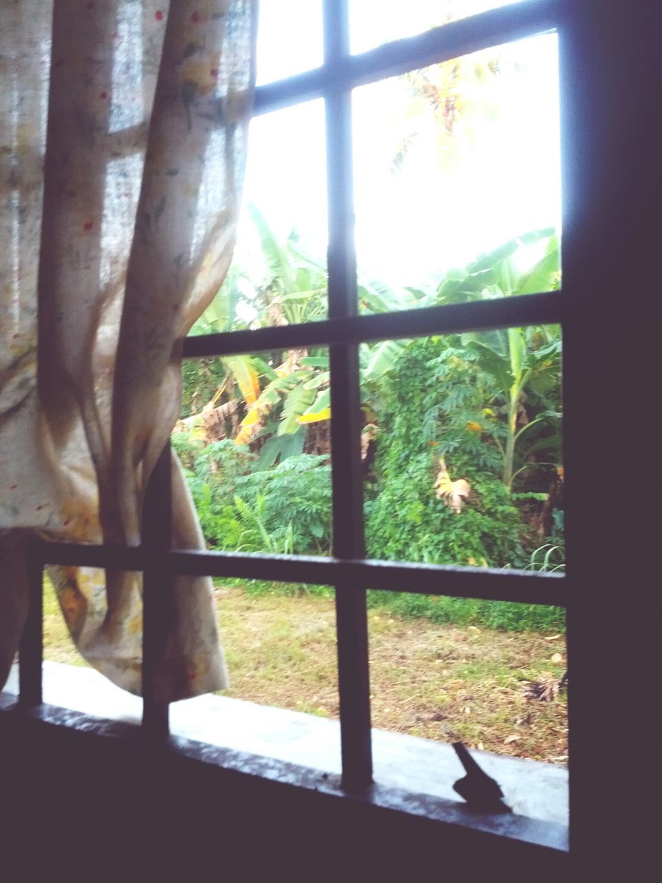 window, indoors, tree, fence, curtain, sunlight, growth, day, grass, field, close-up, nature, safety, transparent, no people, green color, glass - material, plant, focus on foreground, protection