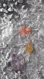 High angle view of leaves floating on lake