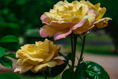 Close-up of yellow rose