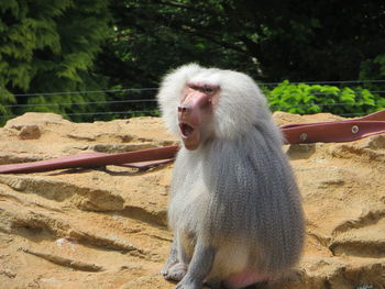 High angle view of baboon sitting on rock at field