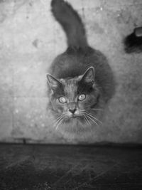 Portrait of cat on floor