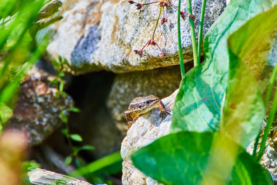 The viviparous lizard, zootoca vivipara, lacerta vivipara sitting on the rock, between green leaves