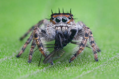 Close-up of spider