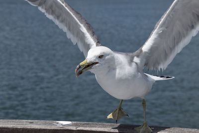 Close-up of seagull flying over sea