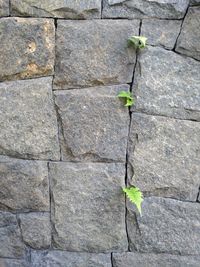 Close-up of plant growing on wall