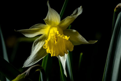 flowering plant