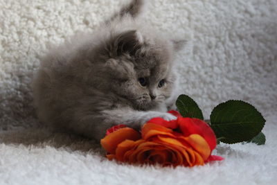 Close-up of a cat with flowers