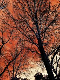 Low angle view of bare tree against sky