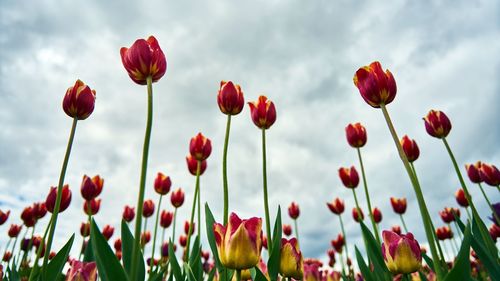 Close-up of poppies blooming on field against sky