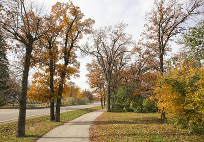 Trees in park during autumn