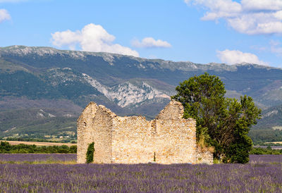 Old ruin building amidst lavender flowers on field against mountain range