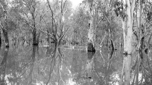 Bare trees by calm lake in forest
