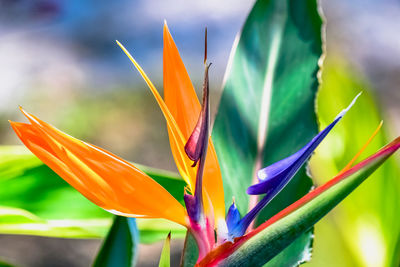 Close-up of multi colored flowering plant