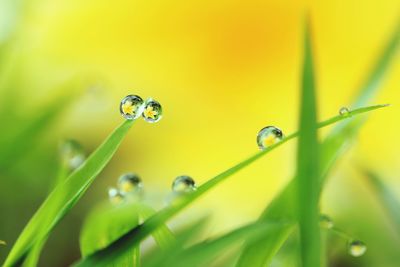 Close-up of wet green plant in water