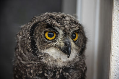 Close-up portrait of owl