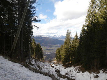 Pine trees on snowcapped mountains against sky