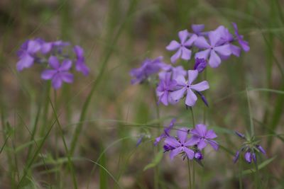 Close-up of purple flowering plants on field