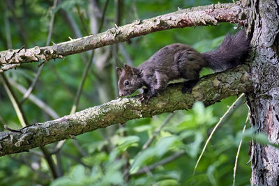 Close-up of a squirrel on tree branch
