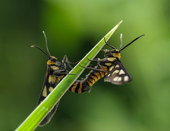 Close-up of butterfly on plant