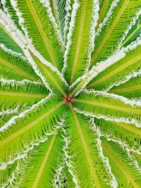 Full frame shot of green leaves